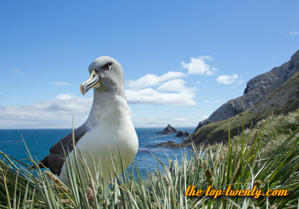 Grey headed albatross